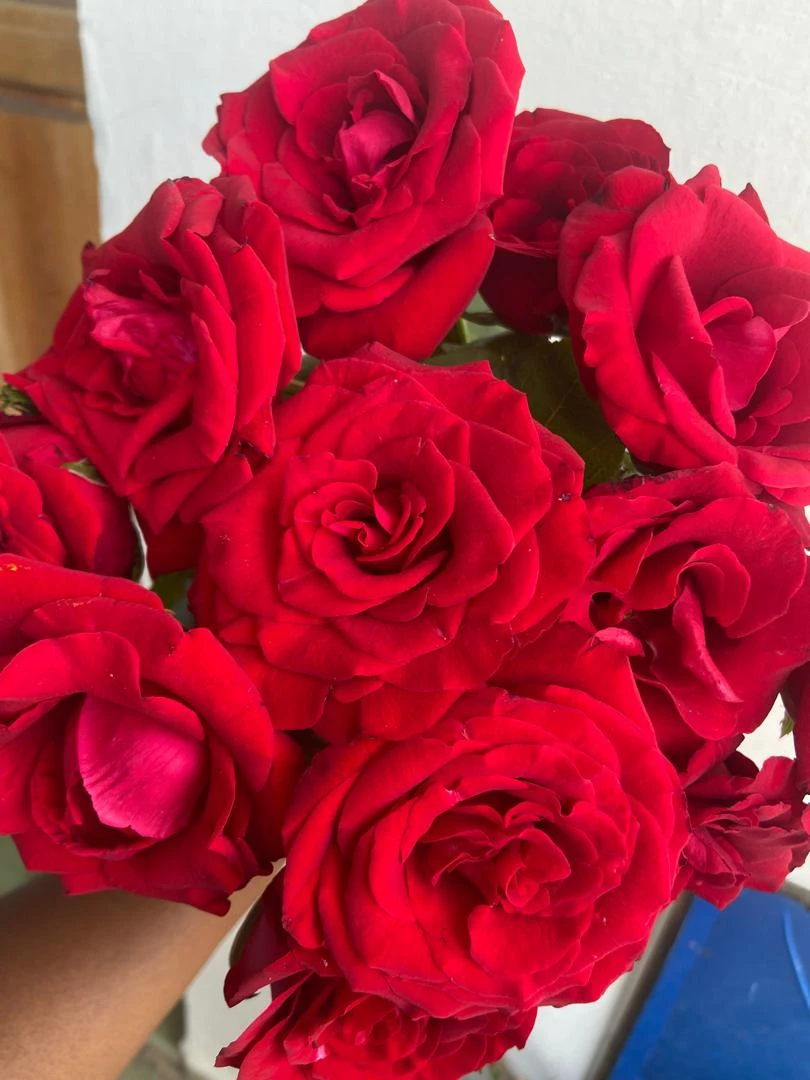 ROSA ROJA NACIONAL SELECTA's foto | Floristería Yadislin Fleurs 🌺 |  BizneCubano