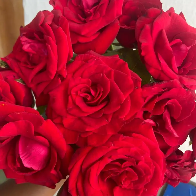 Imagen de FLORES NACIONALES SELECTAS 🇨🇺🌹
